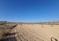 Resale - Land - Jumilla - Rural location
