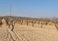 Resale - Land - Jumilla - Rural location