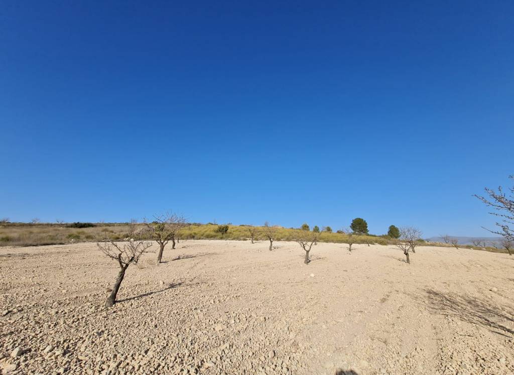 Resale - Land - Jumilla - Rural location