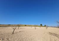 Resale - Land - Jumilla - Rural location
