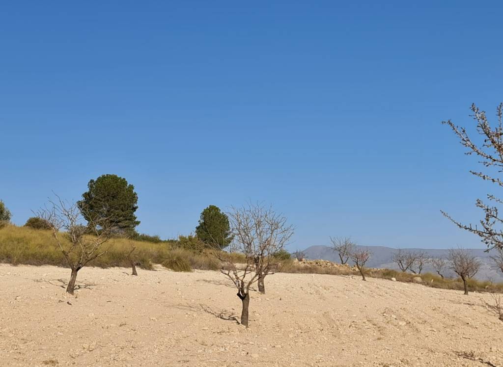 Resale - Land - Jumilla - Rural location