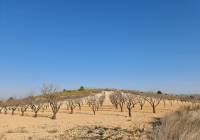 Resale - Land - Jumilla - Rural location