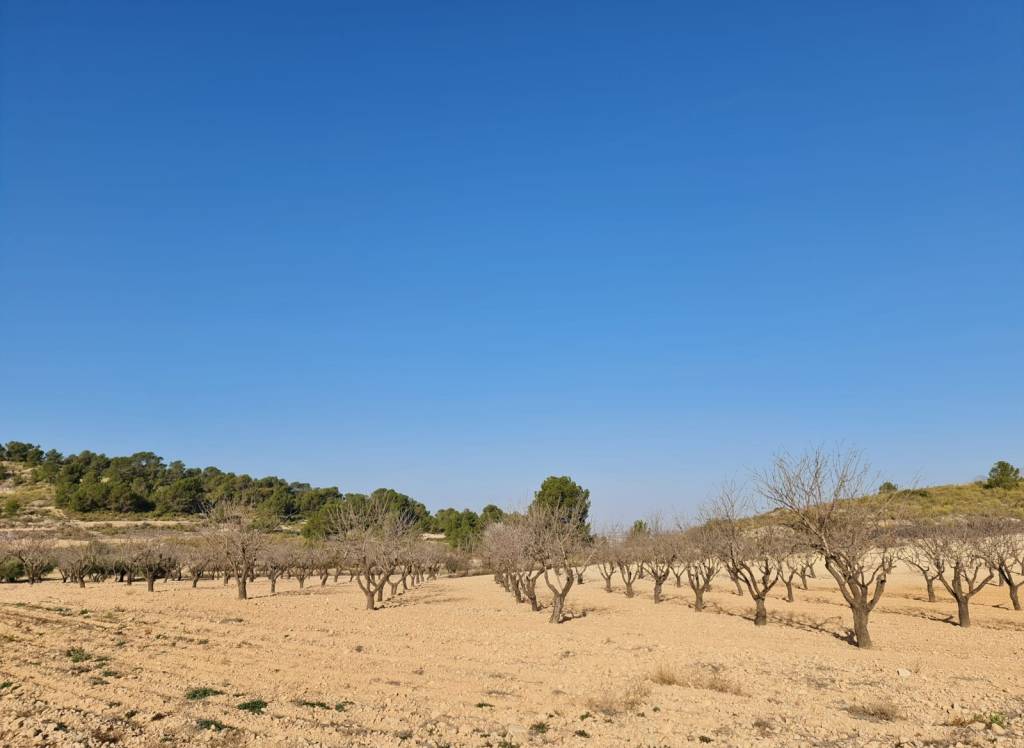 Resale - Land - Jumilla - Rural location