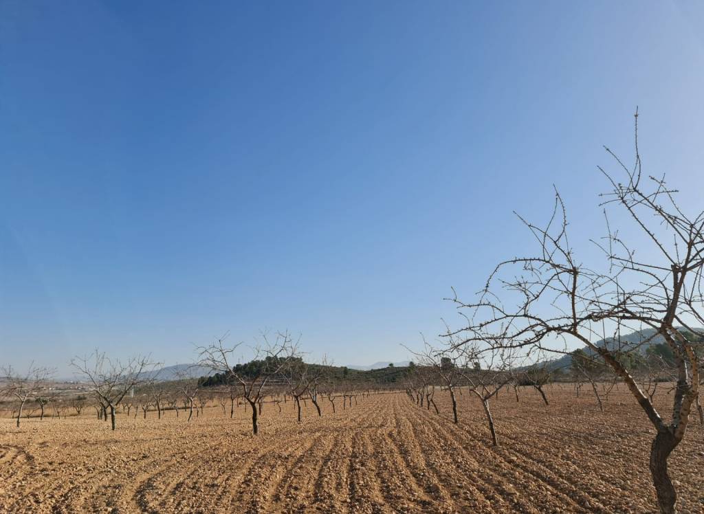 Resale - Land - Jumilla - Rural location