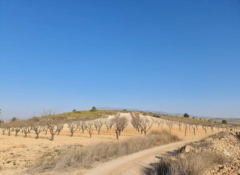 Resale - Land - Jumilla - Rural location