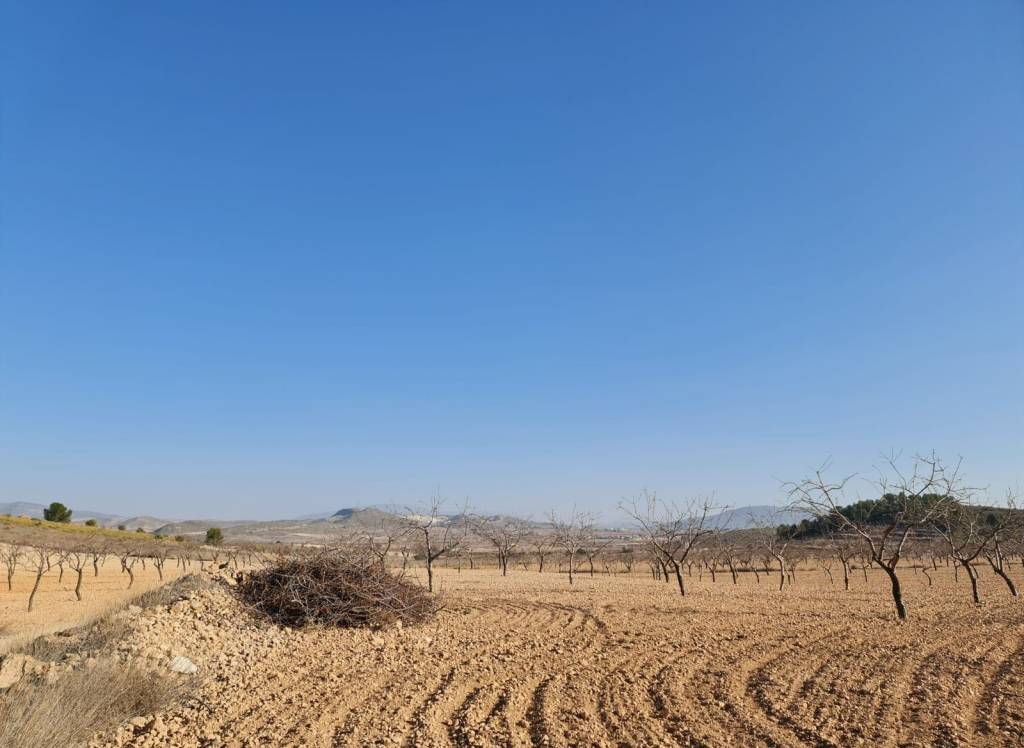 Resale - Land - Jumilla - Rural location