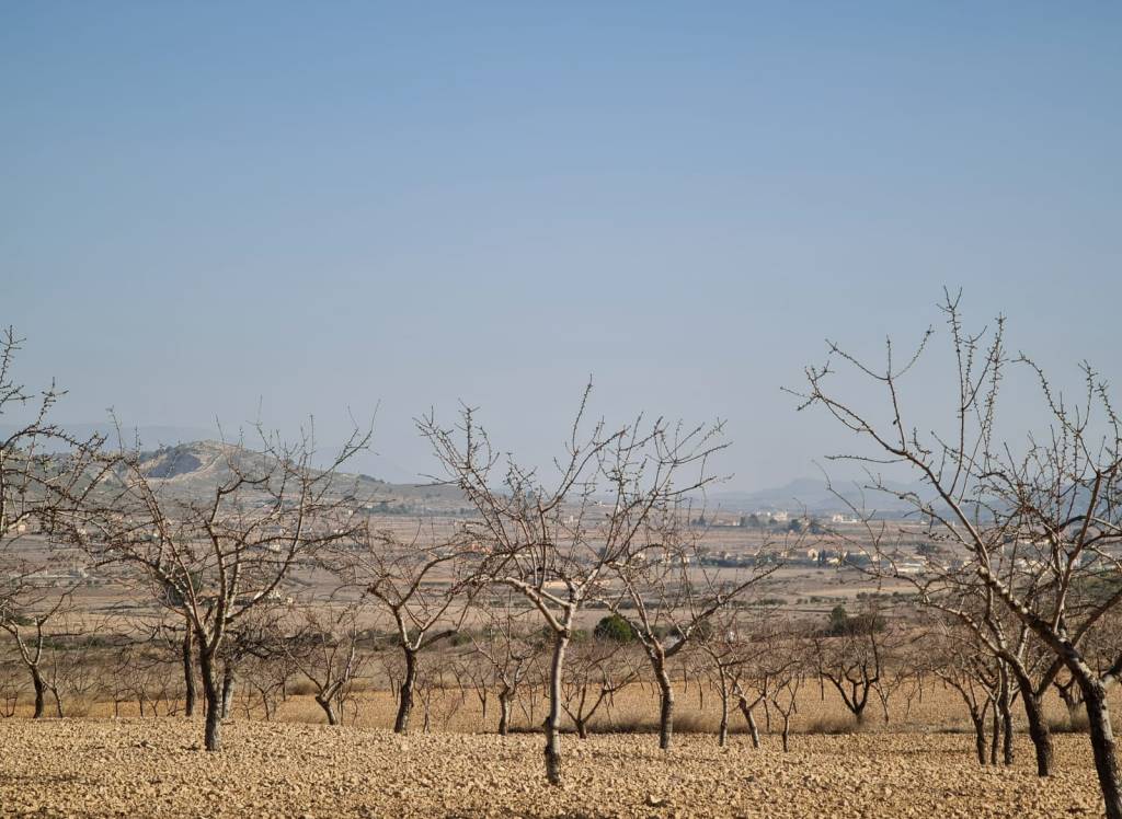 Resale - Land - Jumilla - Rural location