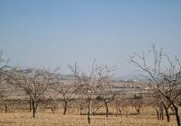 Resale - Land - Jumilla - Rural location