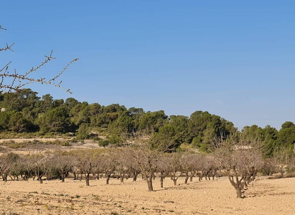 Resale - Land - Jumilla - Rural location