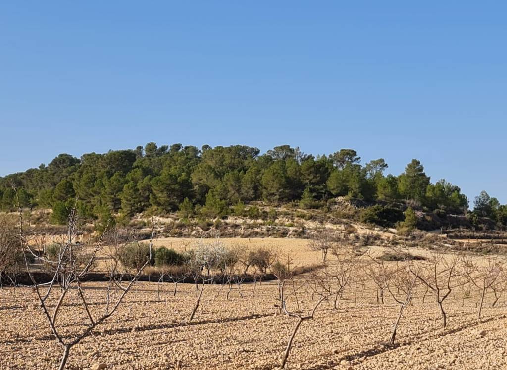 Resale - Land - Jumilla - Rural location