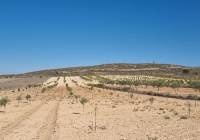 Resale - Land - Jumilla - Rural location