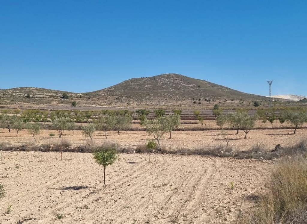 Resale - Land - Jumilla - Rural location