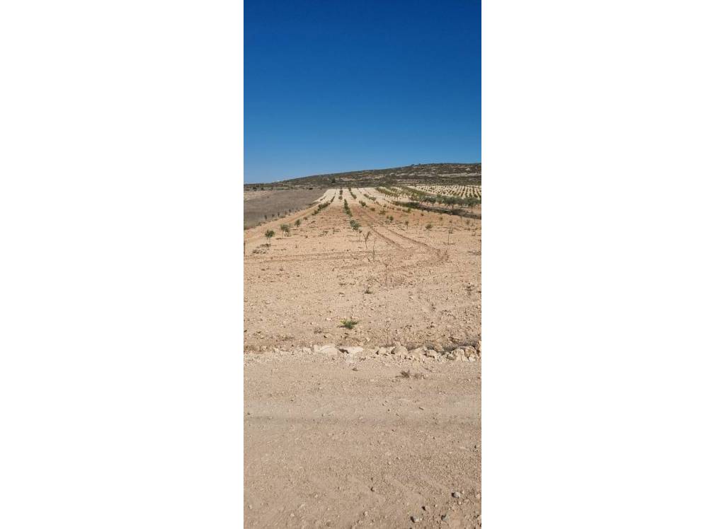 Resale - Land - Jumilla - Rural location