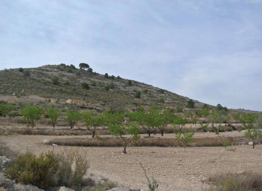 Resale - Land - Jumilla - Rural location