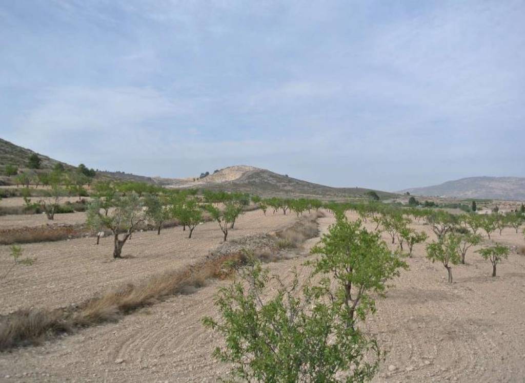 Resale - Land - Jumilla - Rural location