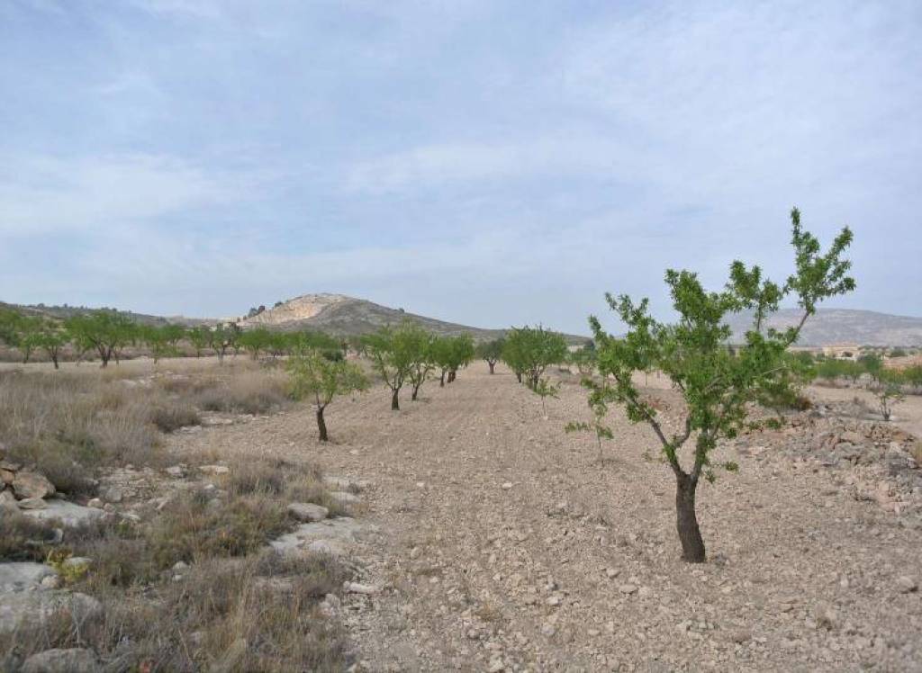 Resale - Land - Jumilla - Rural location