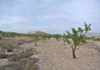 Resale - Land - Jumilla - Rural location