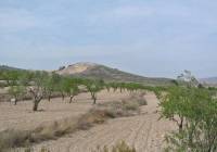 Resale - Land - Jumilla - Rural location