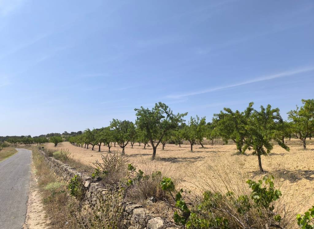 Resale - Land - Monovar - Rural location