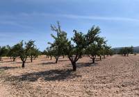 Resale - Land - Monovar - Rural location