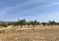 Resale - Land - Monovar - Rural location