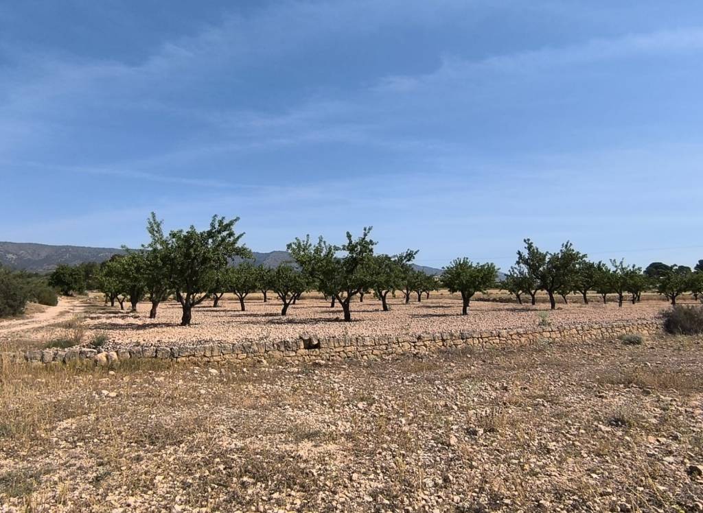 Resale - Land - Monovar - Rural location