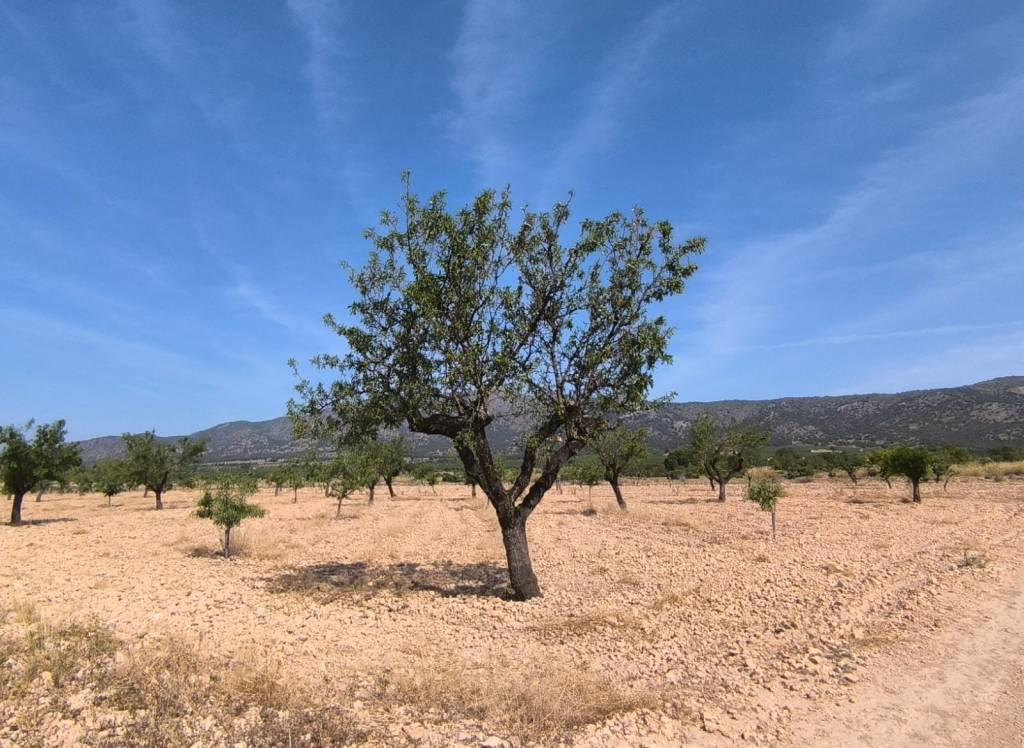 Resale - Land - Monovar - Rural location