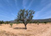 Resale - Land - Monovar - Rural location