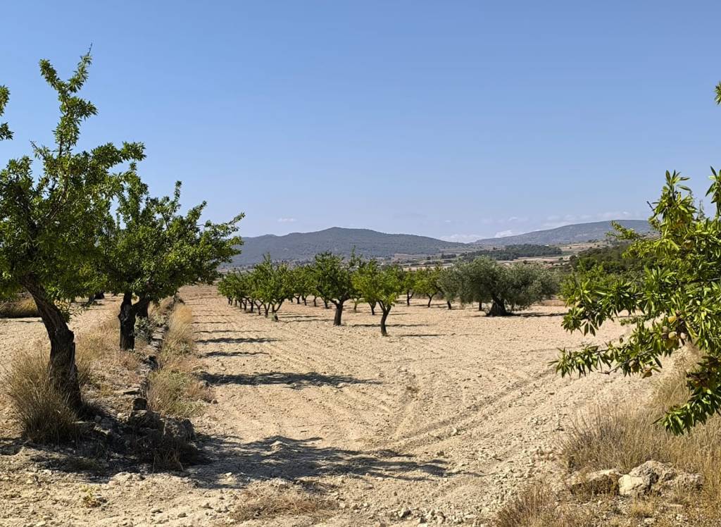 Resale - Land - Monovar - Rural location