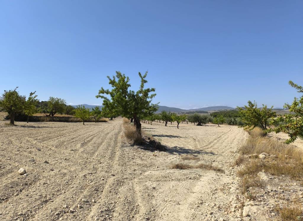 Resale - Land - Monovar - Rural location