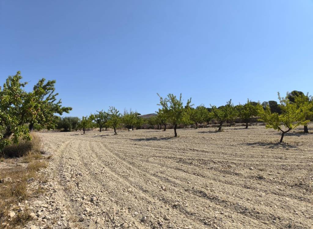 Resale - Land - Monovar - Rural location