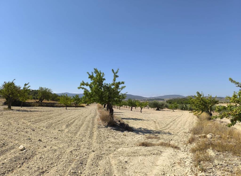 Resale - Land - Monovar - Rural location