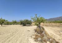 Resale - Land - Monovar - Rural location