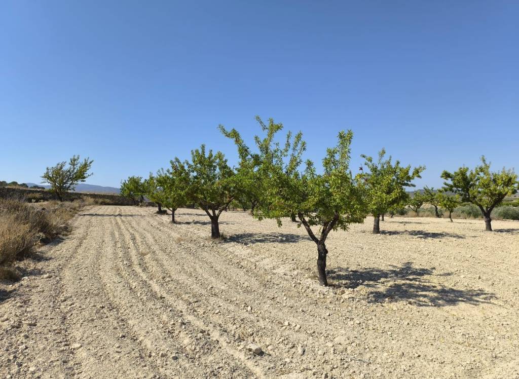 Resale - Land - Monovar - Rural location