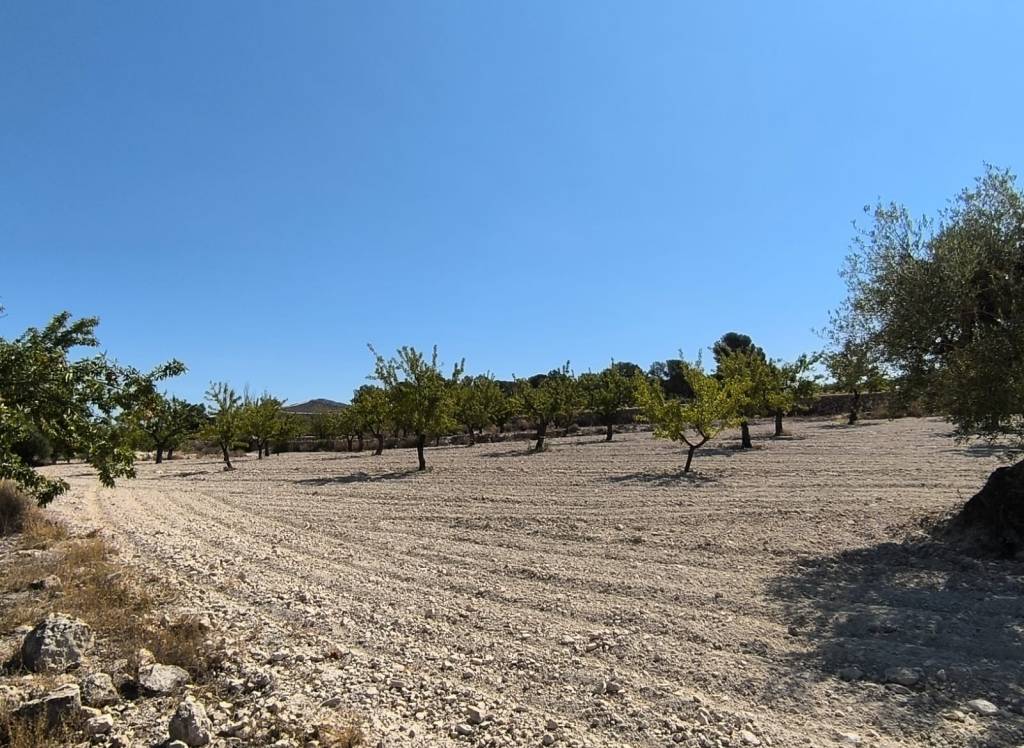 Resale - Land - Monovar - Rural location