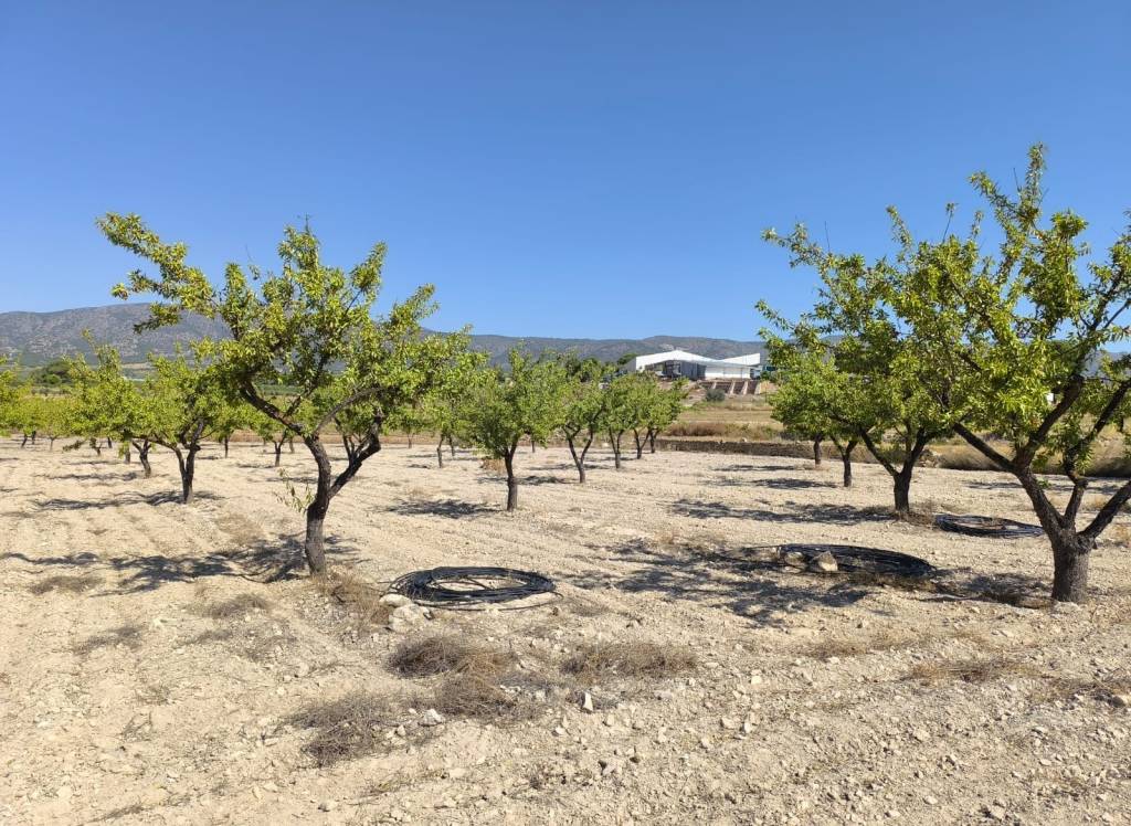 Resale - Land - Monovar - Rural location