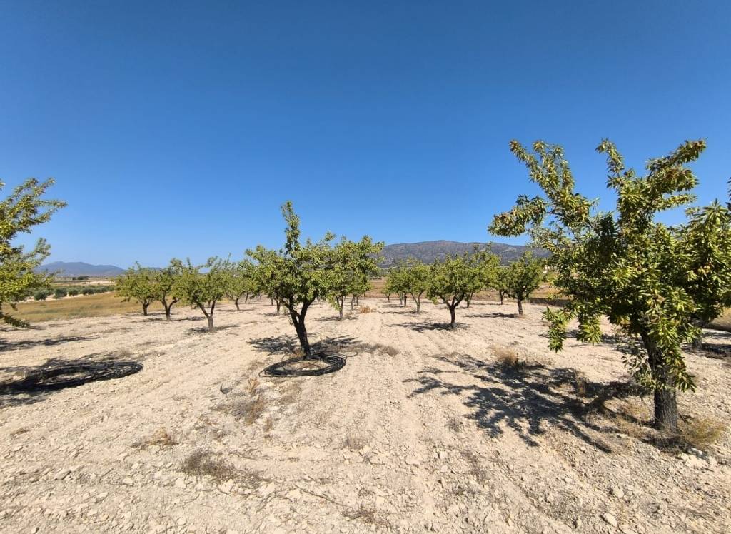 Resale - Land - Monovar - Rural location