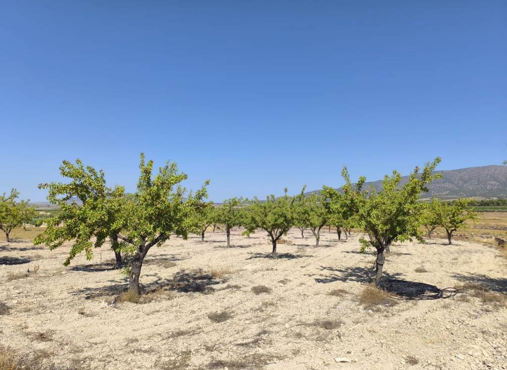 Resale - Land - Monovar - Rural location