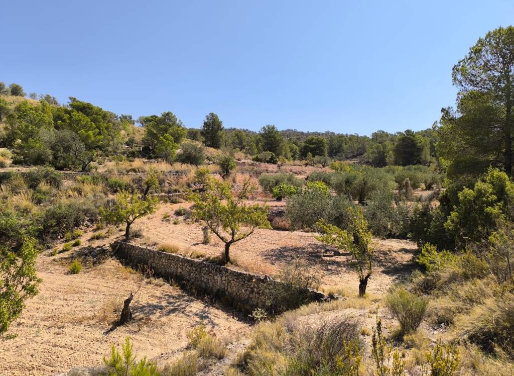 Resale - Land - Monovar - Rural location