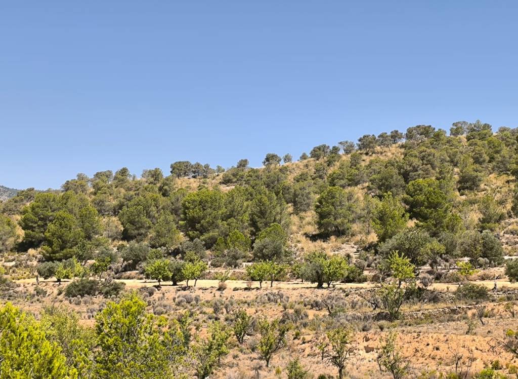 Resale - Land - Monovar - Rural location