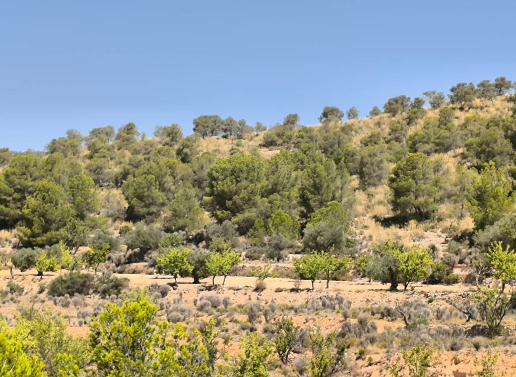 Resale - Land - Monovar - Rural location