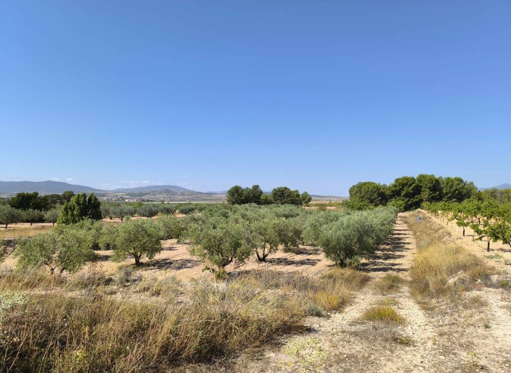 Resale - Land - Monovar - Rural location