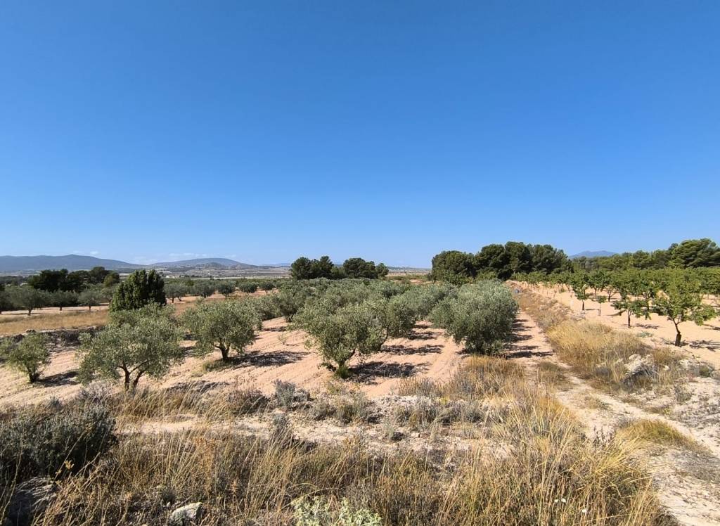 Resale - Land - Monovar - Rural location
