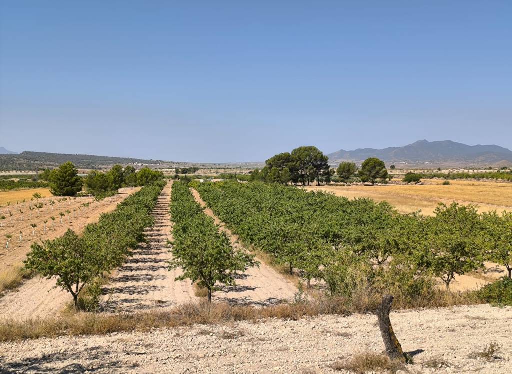 Resale - Land - Monovar - Rural location