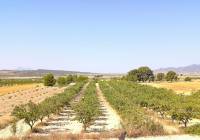 Resale - Land - Monovar - Rural location