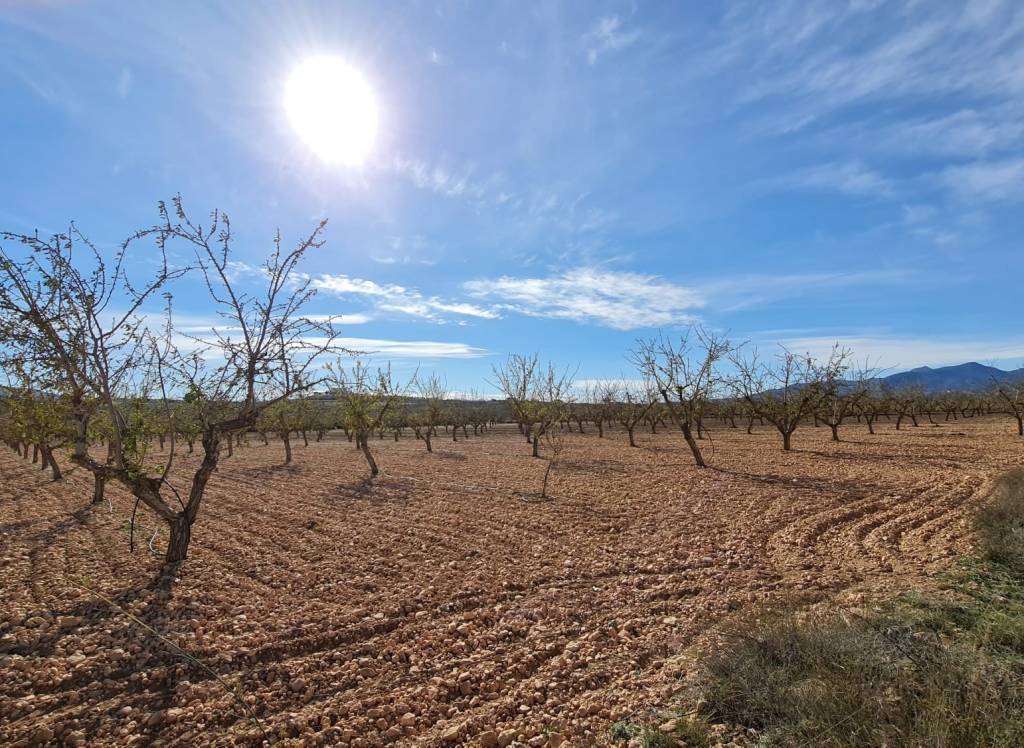 Resale - Land - Pinoso - Lel