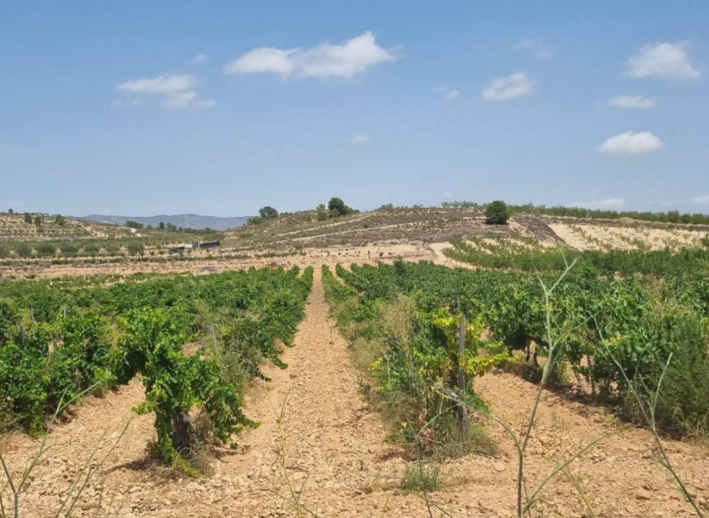 Resale - Land - Pinoso - Pinoso - El Pinós