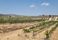 Resale - Land - Pinoso - Pinoso - El Pinós