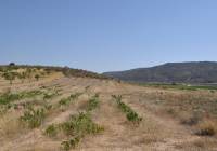 Resale - Land - Pinoso - Rural location