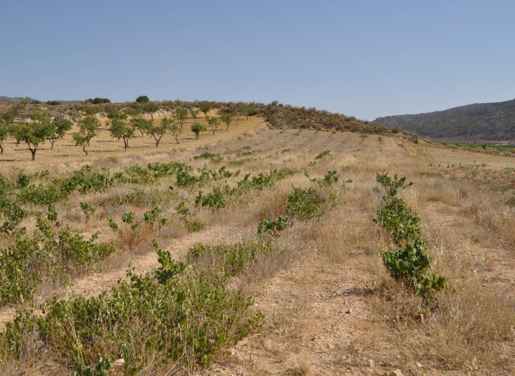 Resale - Land - Pinoso - Rural location